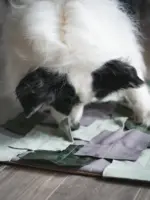 嗅聞餅乾墊 v2：圖片 4
